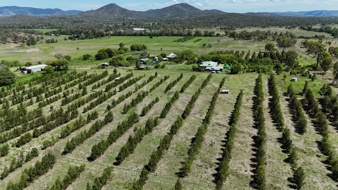 Larger farm with tree rows