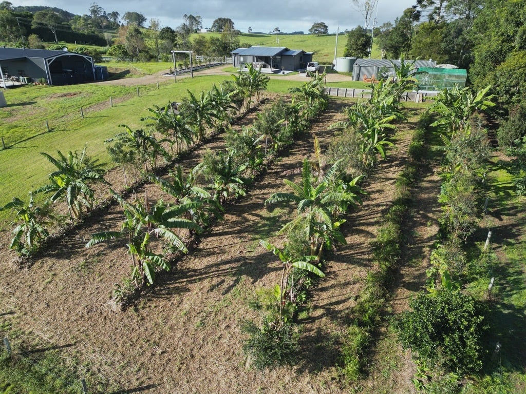 Syntropic rows in Australia