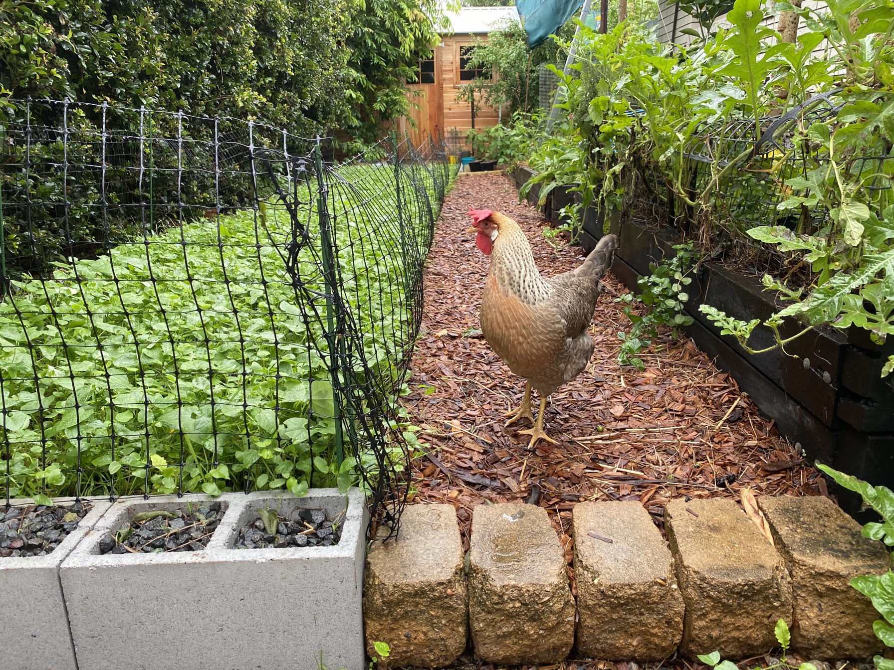 Garden path between plantings