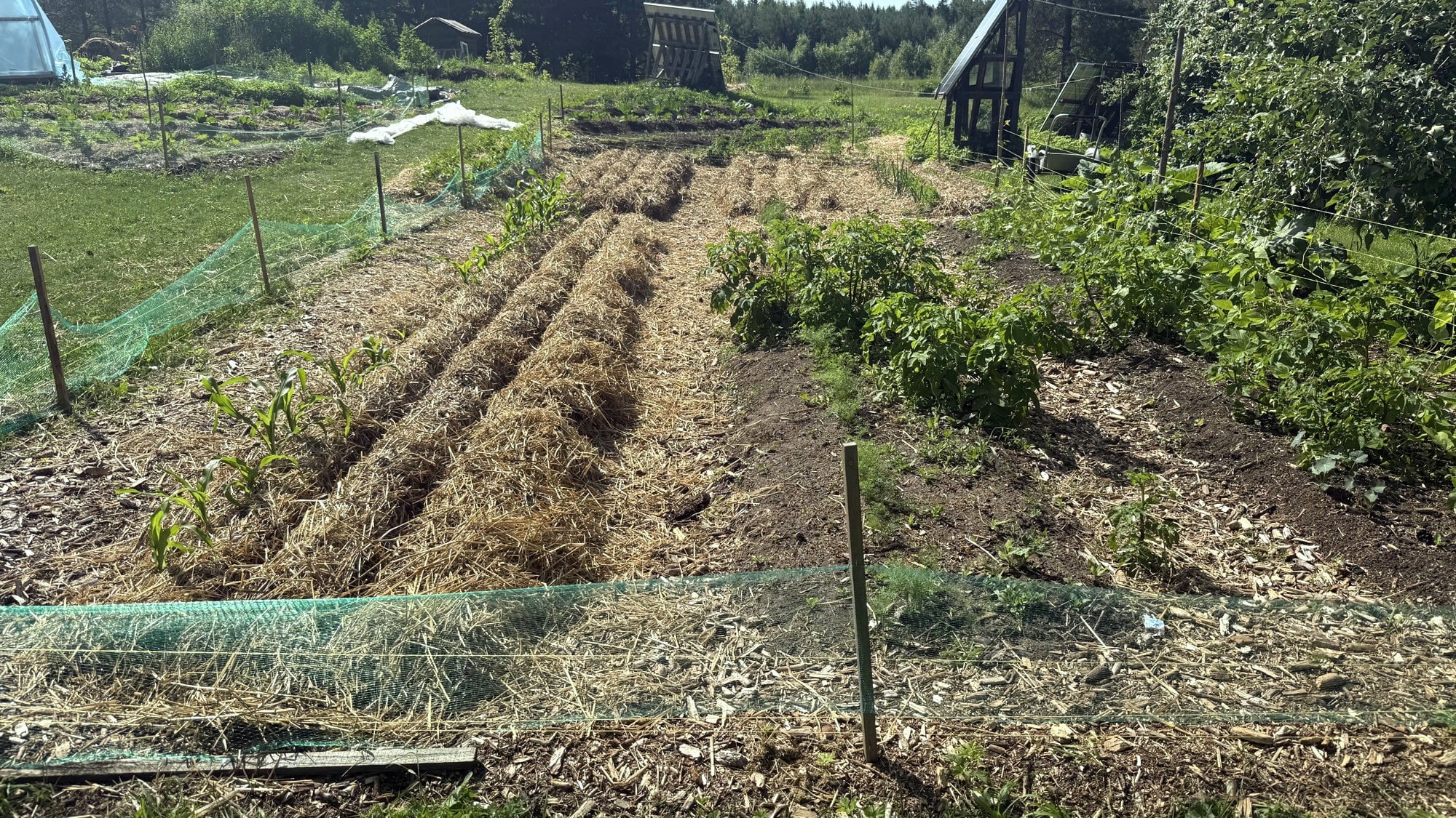 Growing Veges in the North