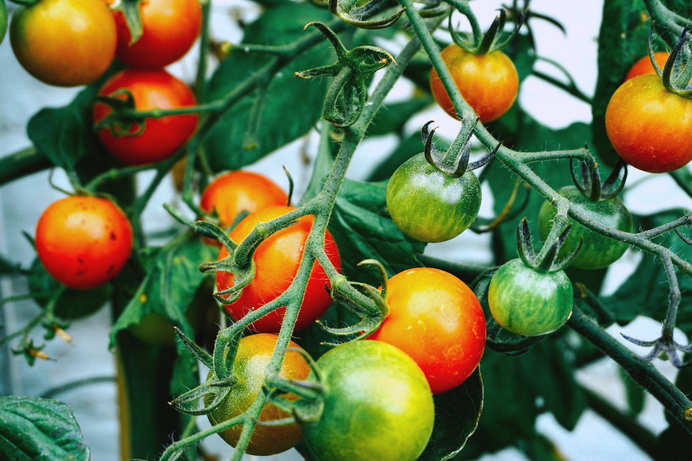 Abundant garden harvest