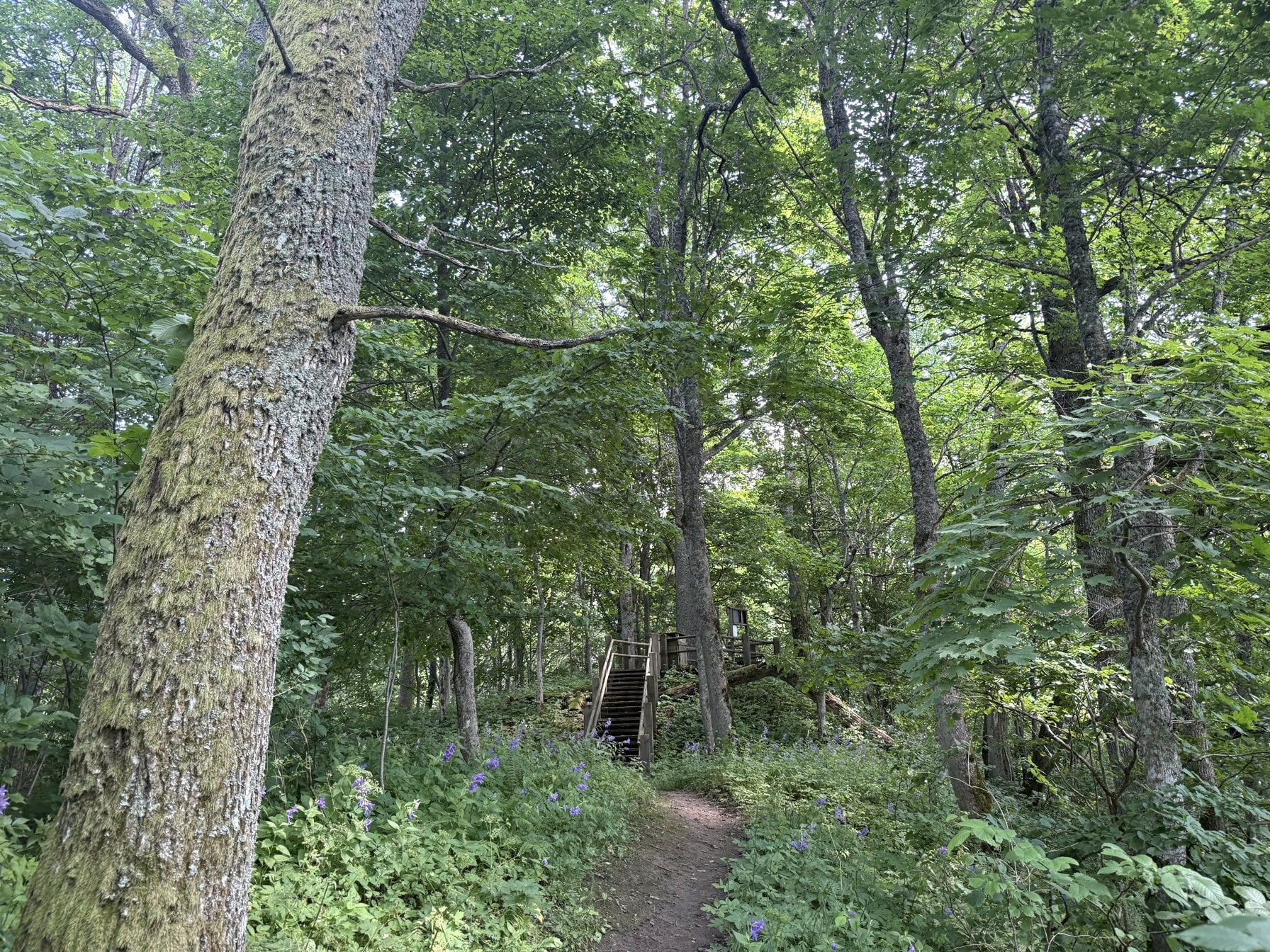 Latvian Forest