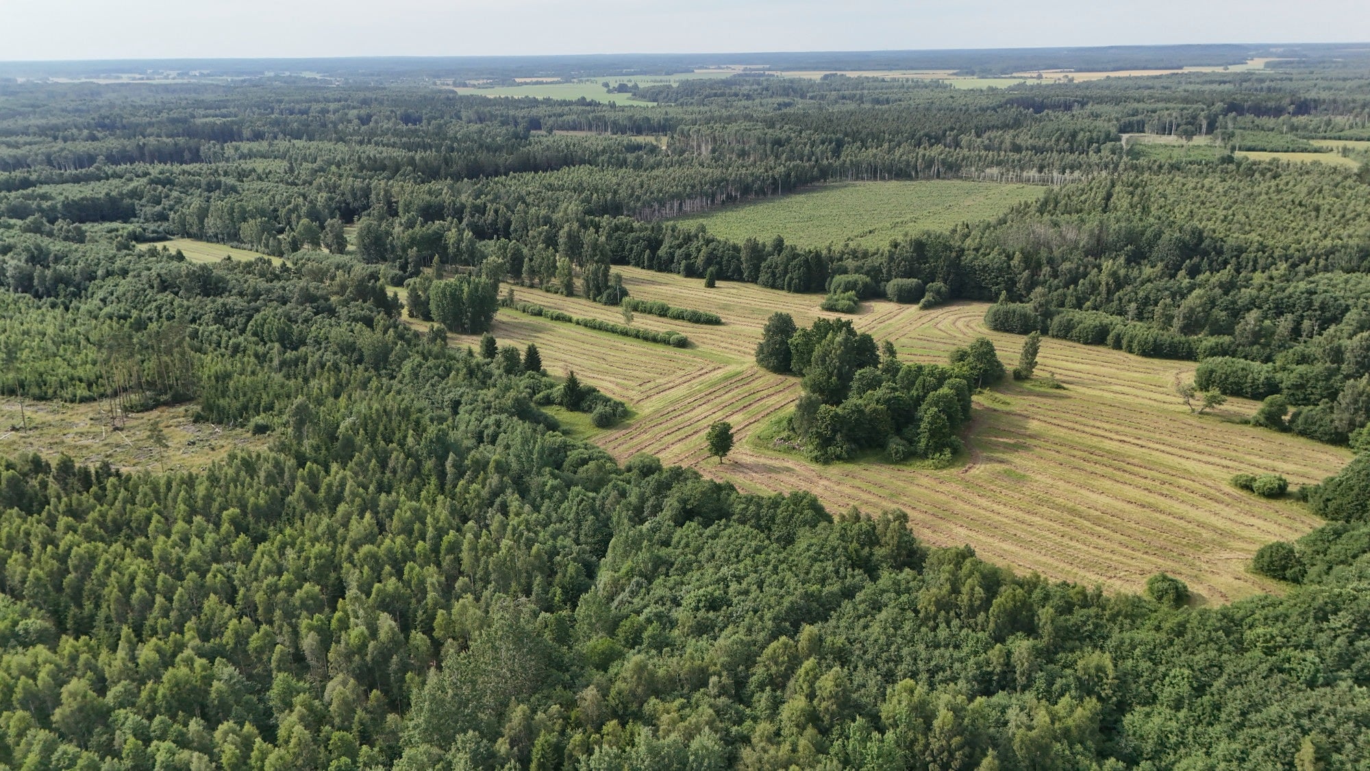 Latvian Forest