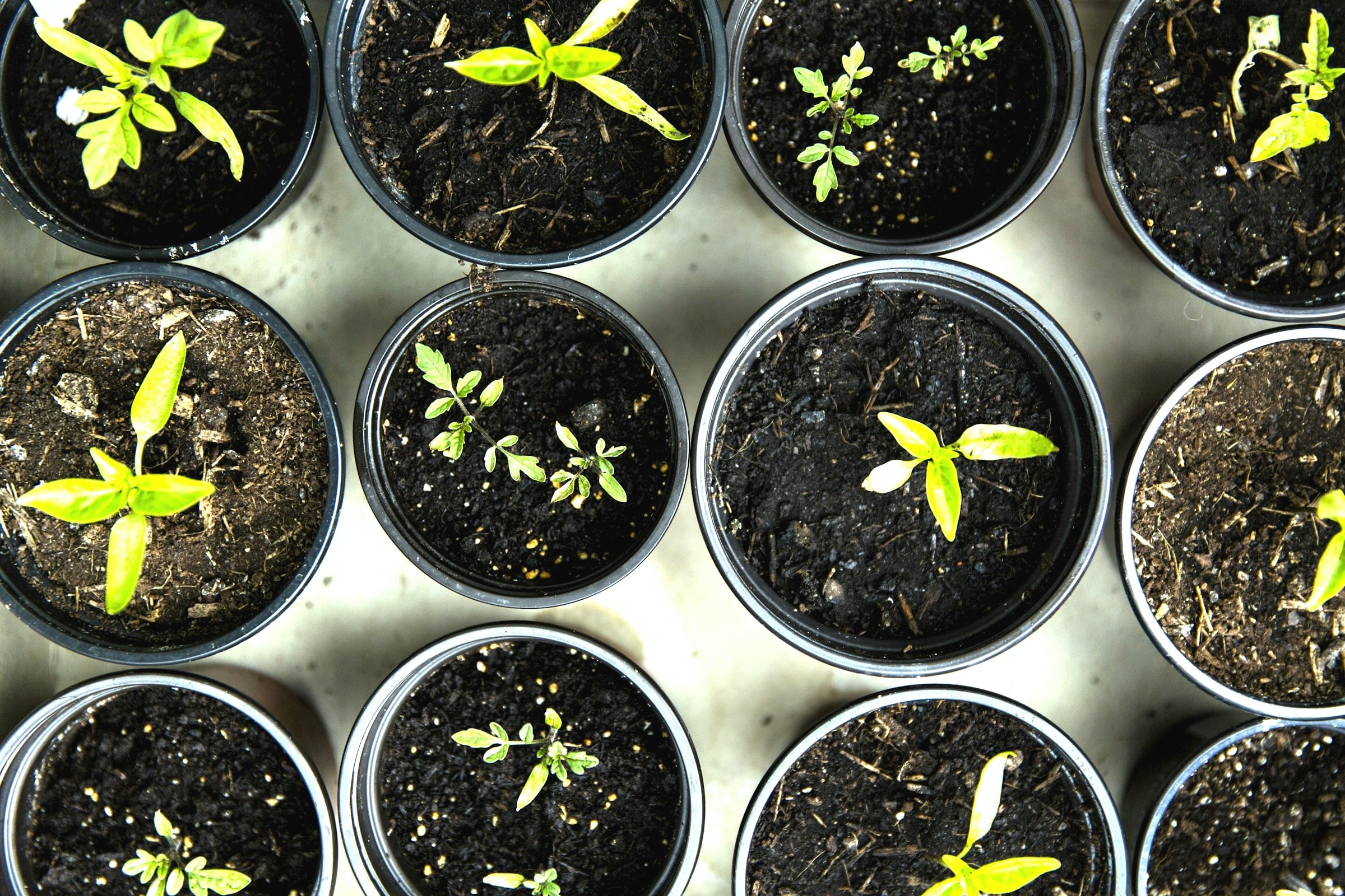 Fresh leafy greens
