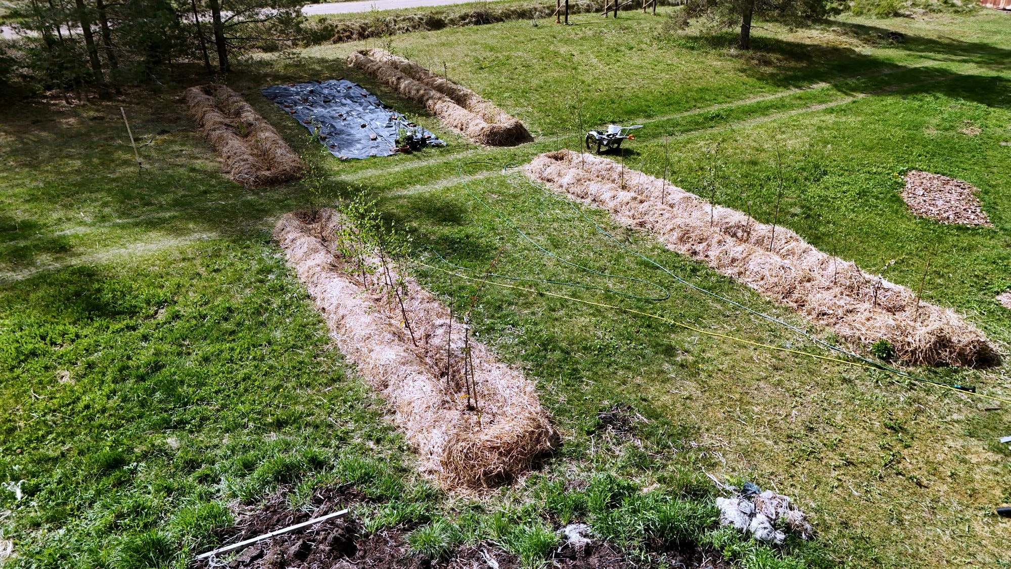 Syntropic straw beds at Trīsūļi