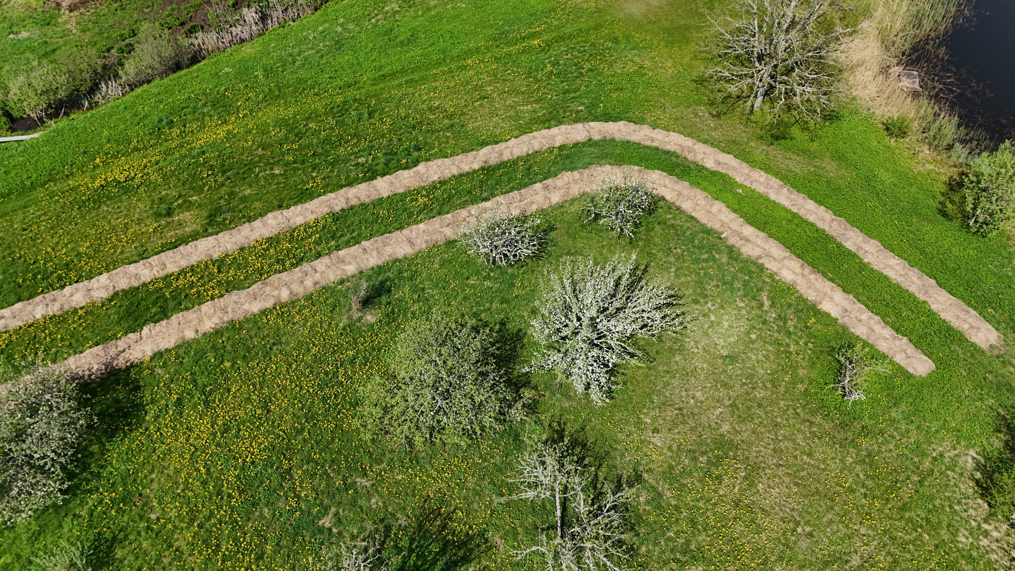 Zadiņi syntropic rows in spring
