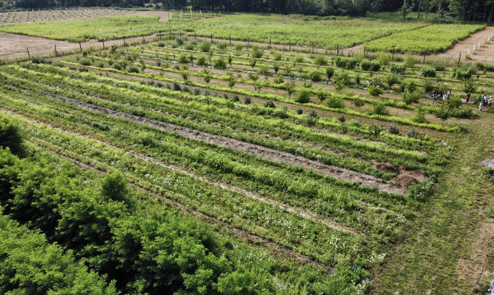 Syntropic agriculture rows from the air