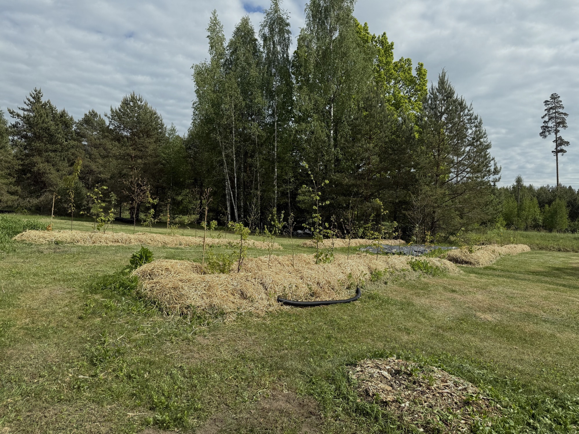 Straw-mulched young trees